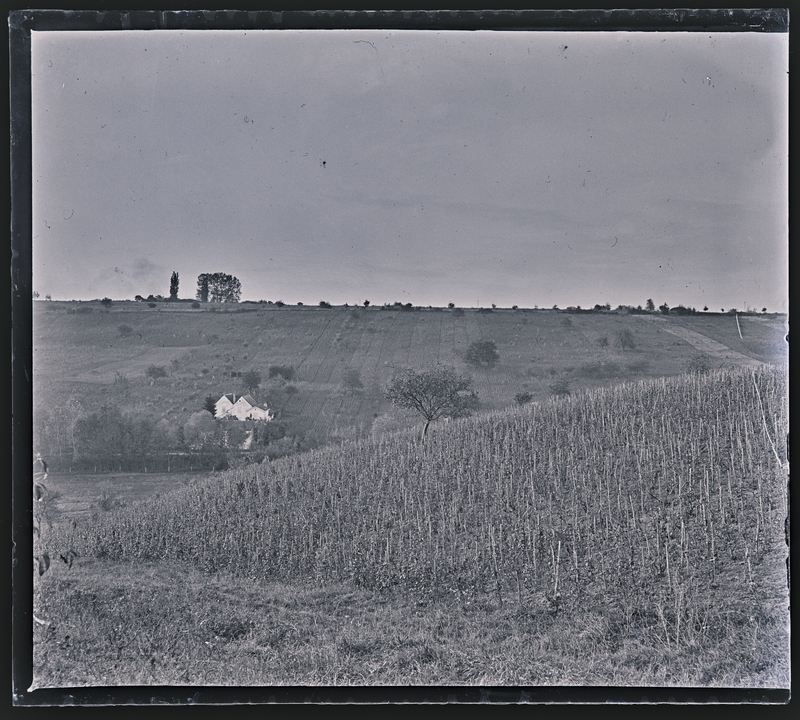 Georges Thiry, Vue sur les vignes de Vic-sur-Seille en 1906. Négatif gélatino-argentique sur plaque de verre, inv. 2019.0.1567