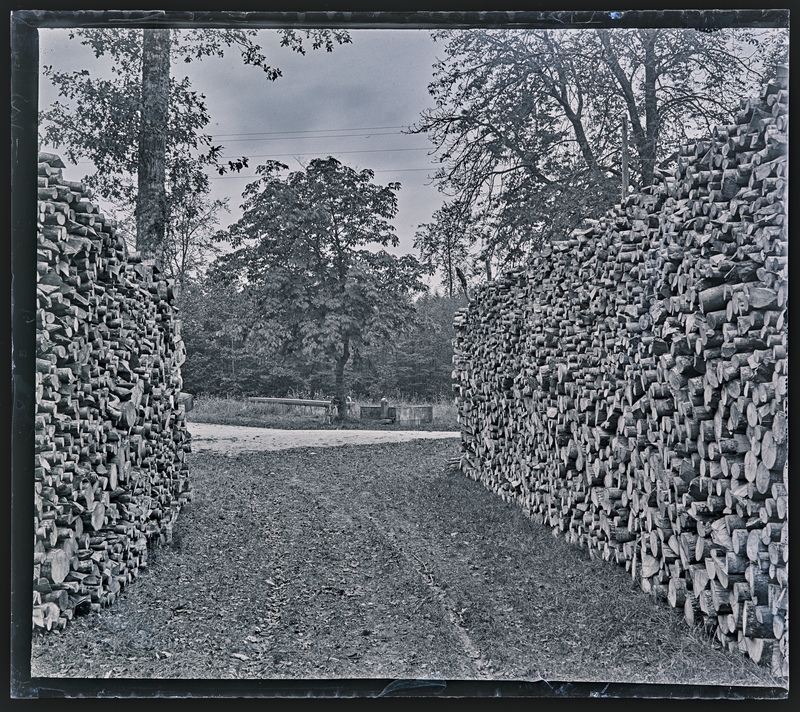 Georges Thiry, Dans la forêt de Haye aux environs de Nancy : le lieu-dit « les quatre marronniers », 1906. Négatif gélatino-argentique sur plaque de verre, inv. 2019.0.1654