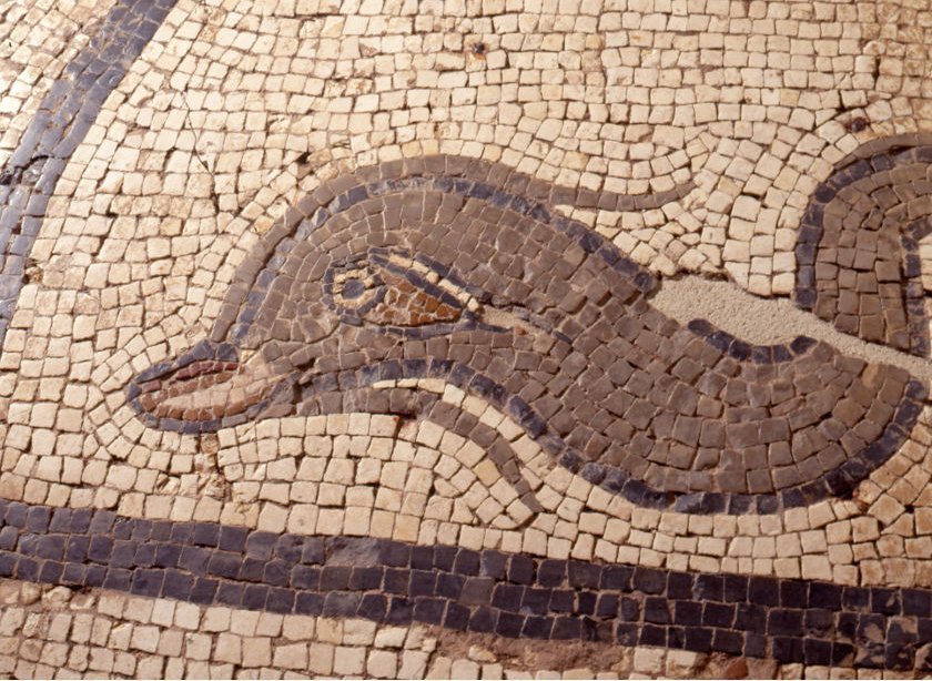 Mosaïque au dauphin, époque gallo-romaine, détail